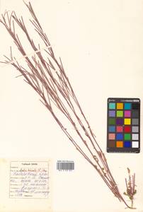 Arabis hirsuta (L.) Scop., Siberia, Russian Far East (S6) (Russia)