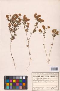 Trifolium arvense L., Eastern Europe, Eastern region (E10) (Russia)