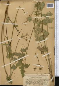 Semenovia dasycarpa (Regel & Schmalh.) Korovin ex Pimenov & V. N. Tikhom., Middle Asia, Western Tian Shan & Karatau (M3) (Kazakhstan)