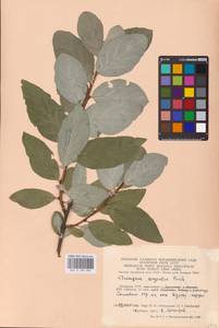 Elaeagnus commutata Bernh. ex Rydb., Eastern Europe, Lithuania (E2a) (Lithuania)