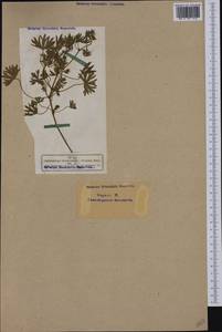 Geranium dissectum L., Western Europe (EUR) (Germany)