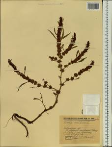 Rumex maritimus L., Siberia, Western Siberia (S1) (Russia)