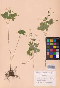 Isopyrum thalictroides L., Eastern Europe, Lithuania (E2a) (Lithuania)