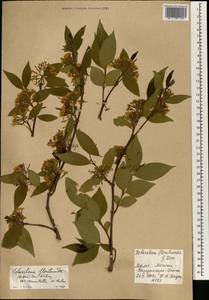 Holarrhena floribunda (G.Don) T.Durand & Schinz, Africa (AFR) (Mali)