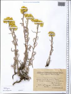 Helichrysum, Middle Asia, Western Tian Shan & Karatau (M3) (Kyrgyzstan)
