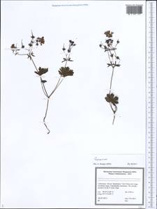Geranium, Middle Asia, Pamir & Pamiro-Alai (M2) (Uzbekistan)