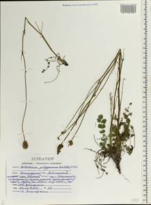 Poterium sanguisorba subsp. polygamum (Waldst. & Kit.) Asch. & Graebn., Eastern Europe, Central forest-and-steppe region (E6) (Russia)