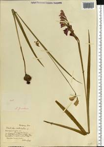 Gladiolus imbricatus L., Eastern Europe, South Ukrainian region (E12) (Ukraine)