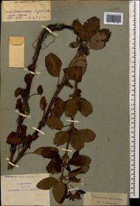 Lysimachia verticillaris Spreng., Caucasus, Armenia (K5) (Armenia)