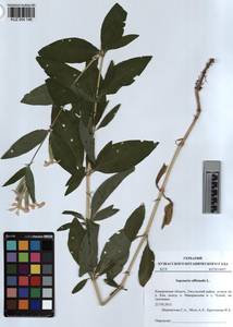 KUZ 004 146, Saponaria officinalis L., Siberia, Altai & Sayany Mountains (S2) (Russia)