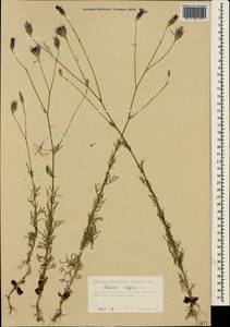 Crupina vulgaris (Pers.) Cass., Crimea (KRYM) (Russia)