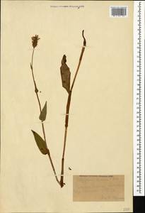Bistorta carnea (K. Koch) Kom., Caucasus, Azerbaijan (K6) (Azerbaijan)