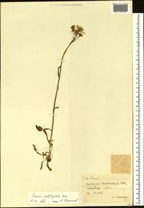 Tephroseris subfrigida (Kom.) Holub, Siberia, Chukotka & Kamchatka (S7) (Russia)