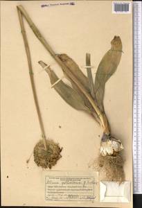 Allium backhousianum Regel, Middle Asia, Pamir & Pamiro-Alai (M2) (Kyrgyzstan)