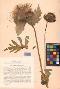 Cirsium oleraceum (L.) Scop., Eastern Europe, Moscow region (E4a) (Russia)