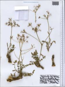 Schrenkia vaginata (Ledeb.) Fisch. & C.A.Mey., Middle Asia, Northern & Central Tian Shan (M4) (Kazakhstan)