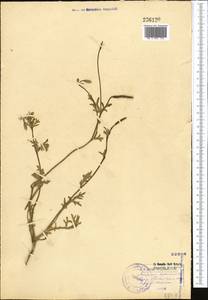 Roemeria hybrida (L.) DC., Middle Asia, Muyunkumy, Balkhash & Betpak-Dala (M9) (Kazakhstan)