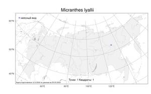 Micranthes lyallii (Engl.) Small, Atlas of the Russian Flora (FLORUS) (Russia)