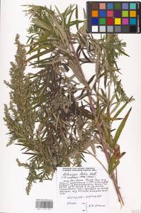 Artemisia umbrosa Turcz. ex DC., Eastern Europe, Moscow region (E4a) (Russia)