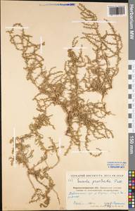 Suaeda prostrata Pall., Eastern Europe, North Ukrainian region (E11) (Ukraine)