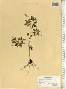 Geranium sibiricum L., Eastern Europe, Central forest-and-steppe region (E6) (Russia)