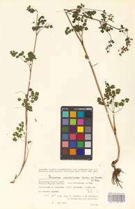 Thalictrum sparsiflorum Turcz. ex Fisch. & C. A. Mey., Siberia, Chukotka & Kamchatka (S7) (Russia)