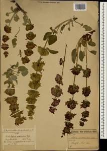 Salvia multicaulis Vahl, South Asia, South Asia (Asia outside ex-Soviet states and Mongolia) (ASIA) (Turkey)