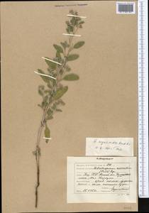 Heliotropium arguzioides Karelin & Kirilov, Middle Asia, Caspian Ustyurt & Northern Aralia (M8) (Kazakhstan)