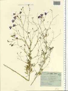 Delphinium consolida subsp. consolida, Eastern Europe, North Ukrainian region (E11) (Ukraine)