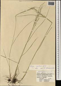 Achnatherum confusum (Litv.) Tzvelev, Mongolia (MONG) (Mongolia)