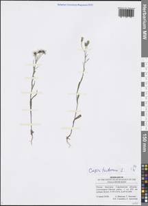 Crepis tectorum L., Eastern Europe, Lower Volga region (E9) (Russia)