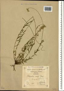 Polygala anatolica Boiss. & Heldr., Caucasus, Georgia (K4) (Georgia)