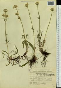 Arnica angustifolia subsp. iljinii (Maguire) I. K. Ferguson, Siberia, Chukotka & Kamchatka (S7) (Russia)