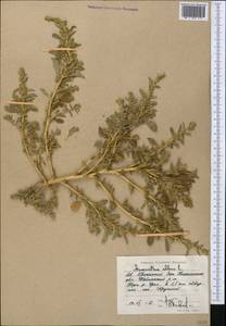 Amaranthus albus L., Middle Asia, Caspian Ustyurt & Northern Aralia (M8) (Kazakhstan)