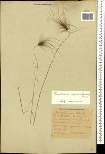 Taeniatherum caput-medusae (L.) Nevski, Caucasus, Dagestan (K2) (Russia)