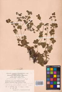 Alchemilla nemoralis Alechin, Eastern Europe, Eastern region (E10) (Russia)