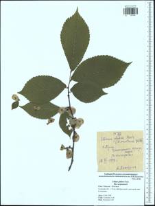 Ulmus glabra, Eastern Europe, Central region (E4) (Russia)