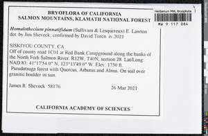 Homalothecium aureum (Spruce) H. Rob., Bryophytes, Bryophytes - America (BAm) (United States)