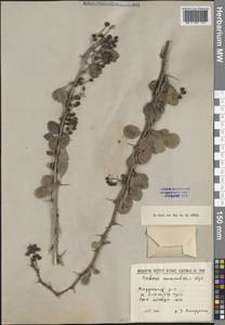 Berberis nummularia Bunge, Middle Asia, Pamir & Pamiro-Alai (M2) (Tajikistan)