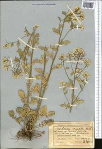 Barbarea vulgaris (L.) W.T. Aiton, Middle Asia, Northern & Central Tian Shan (M4) (Kazakhstan)