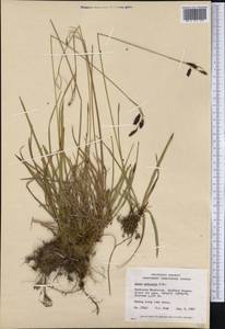 Carex podocarpa R.Br., America (AMER) (Canada)