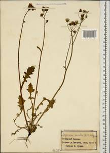 Crepis sancta subsp. sancta, Caucasus, Stavropol Krai, Karachay-Cherkessia & Kabardino-Balkaria (K1b) (Russia)