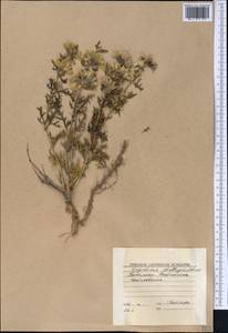 Lagochilus platyacanthus Rupr., Middle Asia, Western Tian Shan & Karatau (M3) (Kyrgyzstan)