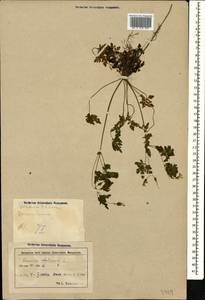 Geranium robertianum L., Caucasus, Azerbaijan (K6) (Azerbaijan)
