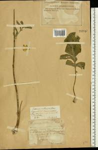 Rhaponticoides ruthenica (Lam.) M.V.Agab. & Greuter, Eastern Europe, Lower Volga region (E9) (Russia)