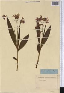 Bletia purpurea (Lam.) A.DC., America (AMER) (Not classified)