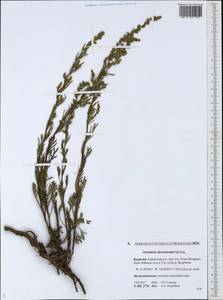 Artemisia desertorum Spreng., Siberia, Baikal & Transbaikal region (S4) (Russia)