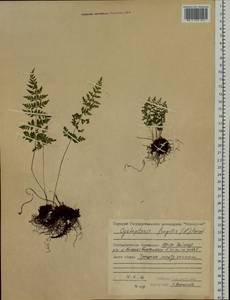 Cystopteris fragilis (L.) Bernh., Siberia, Central Siberia (S3) (Russia)