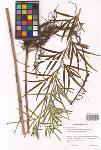 Artemisia umbrosa Turcz. ex DC., Eastern Europe, Central region (E4) (Russia)