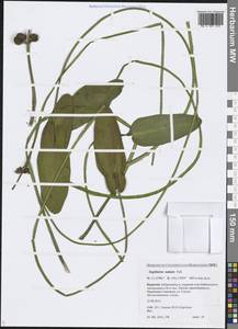 Sagittaria natans Pall., Siberia, Baikal & Transbaikal region (S4) (Russia)